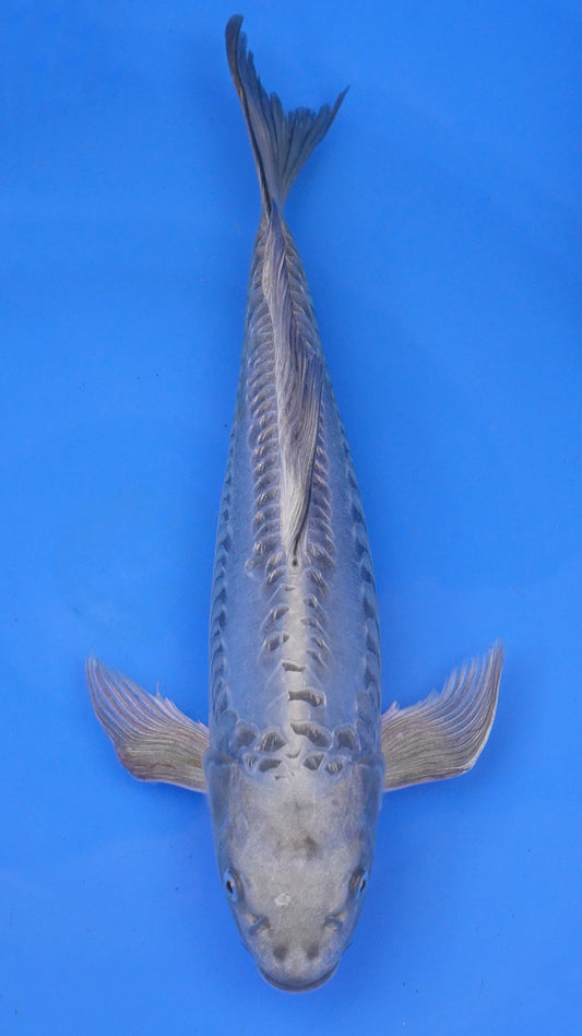 Long Fin Doitsu Aragoke  Mukashi Ogon 15 inches - 250112387