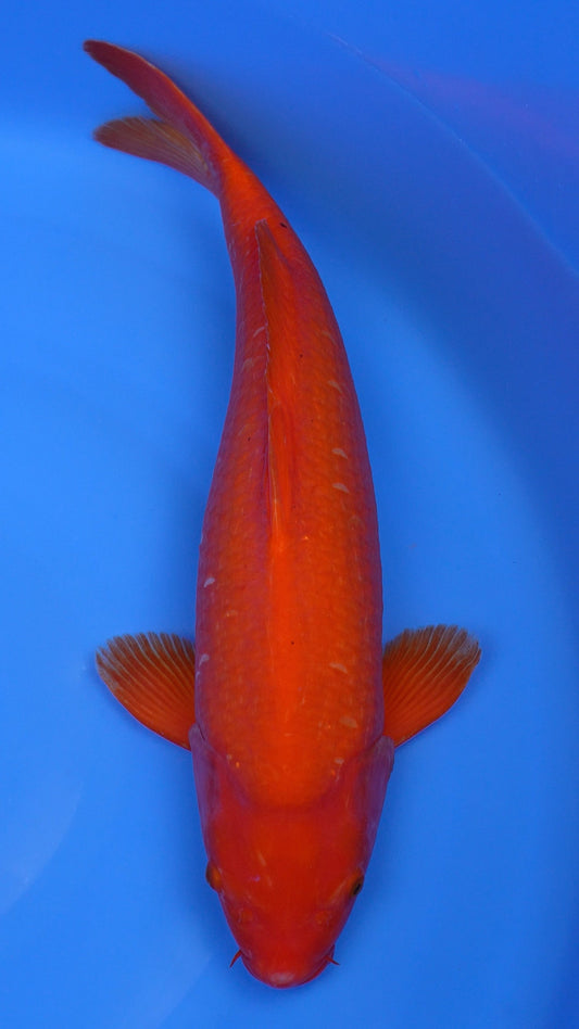 Benigoi 21 inches - 250115156