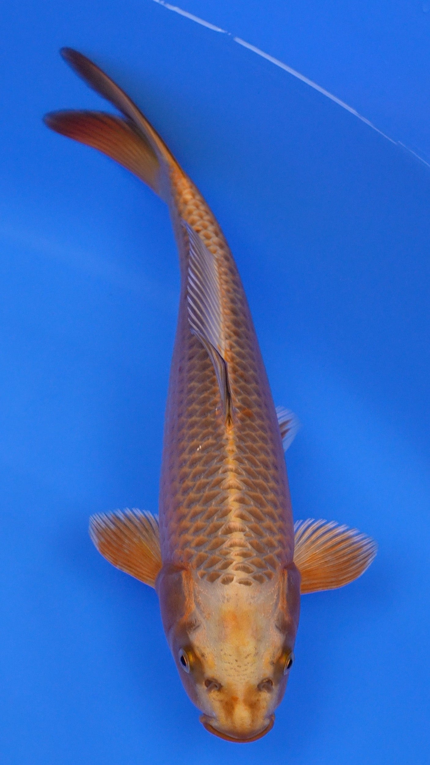 Metallic   Chagoi 14 inches - 250128053