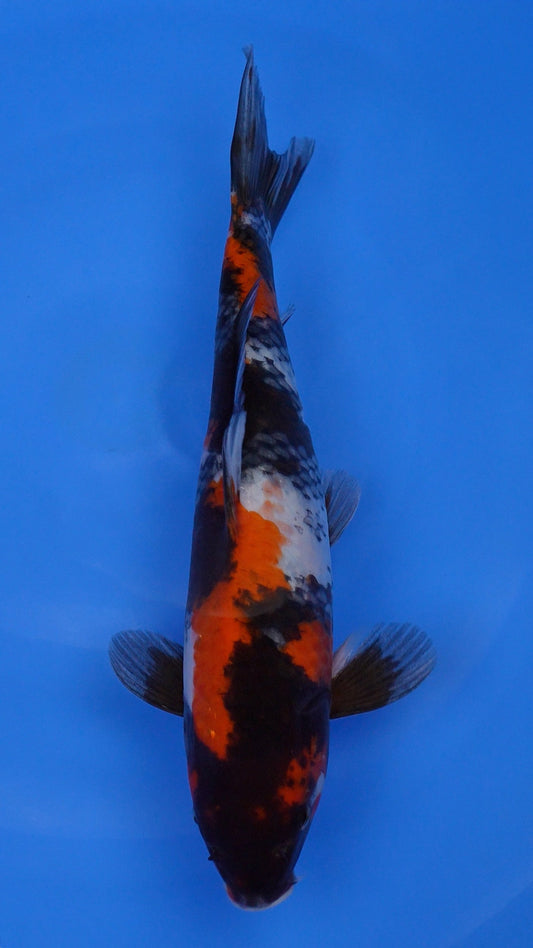 Showa 13 inches - 250128054