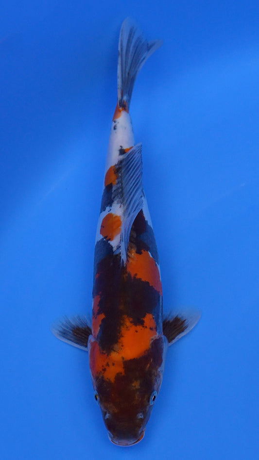 Doitsu   Showa 15 inches - 250128062