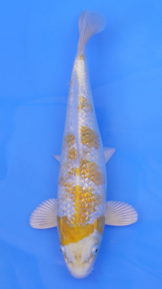 Gin Rin   Hariwake 13 inches - 250143031