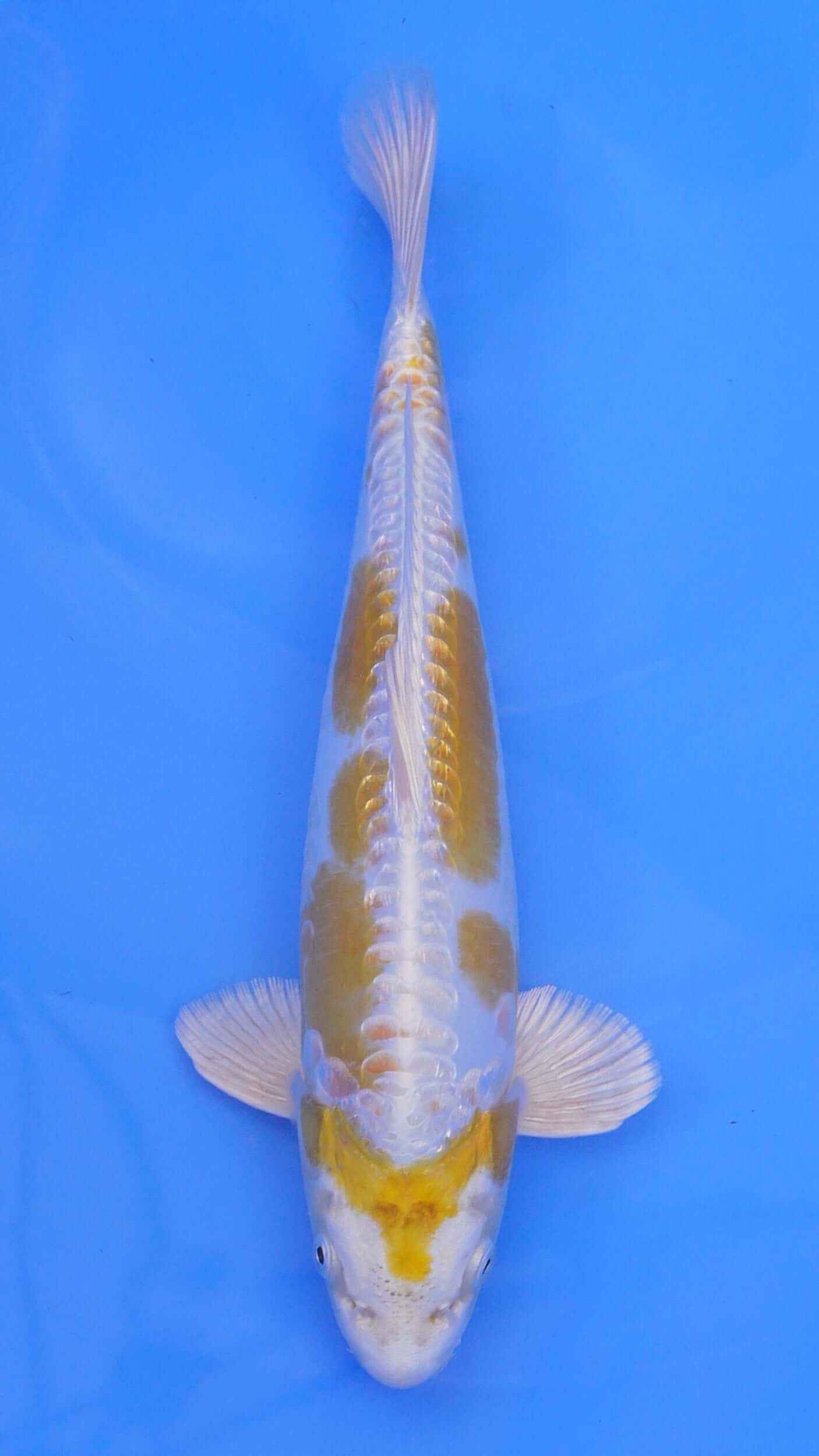 Doitsu   Hariwake 14 inches - 250143037