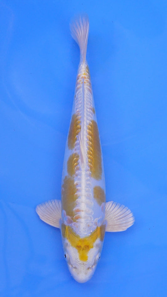 Doitsu   Hariwake 14 inches - 250143037