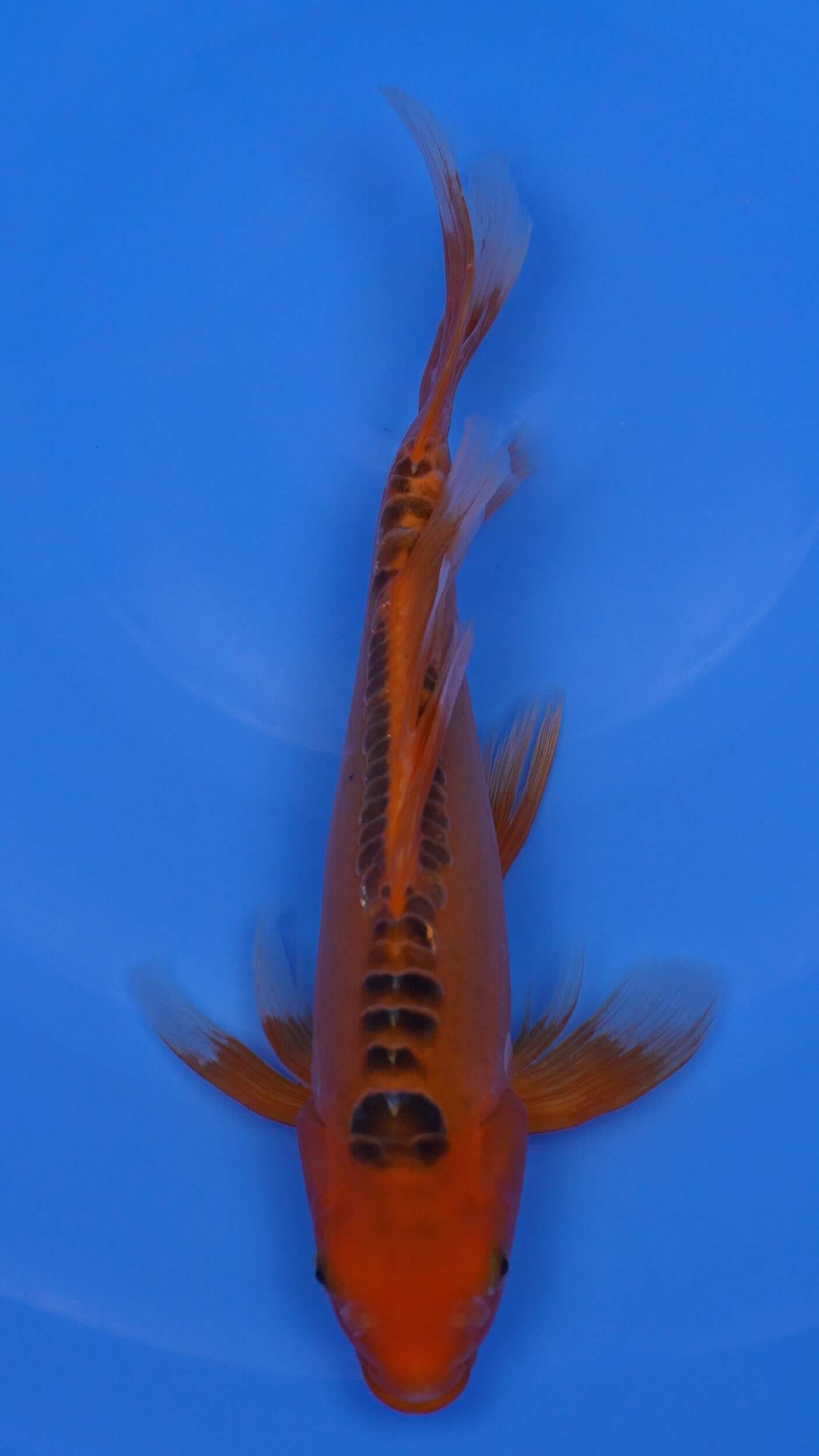 Long Fin   Hi Shusui 15 inches - 250143038