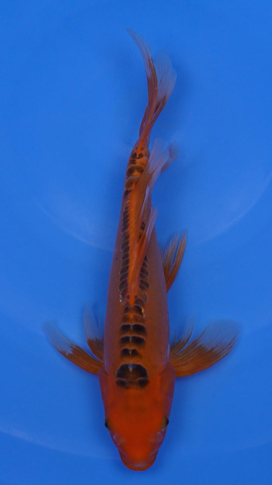 Long Fin   Hi Shusui 15 inches - 250143038