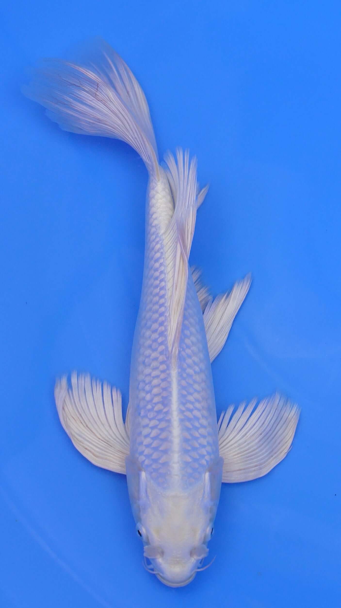 Long Fin    Platinum Ogon 14 inches - 250143039