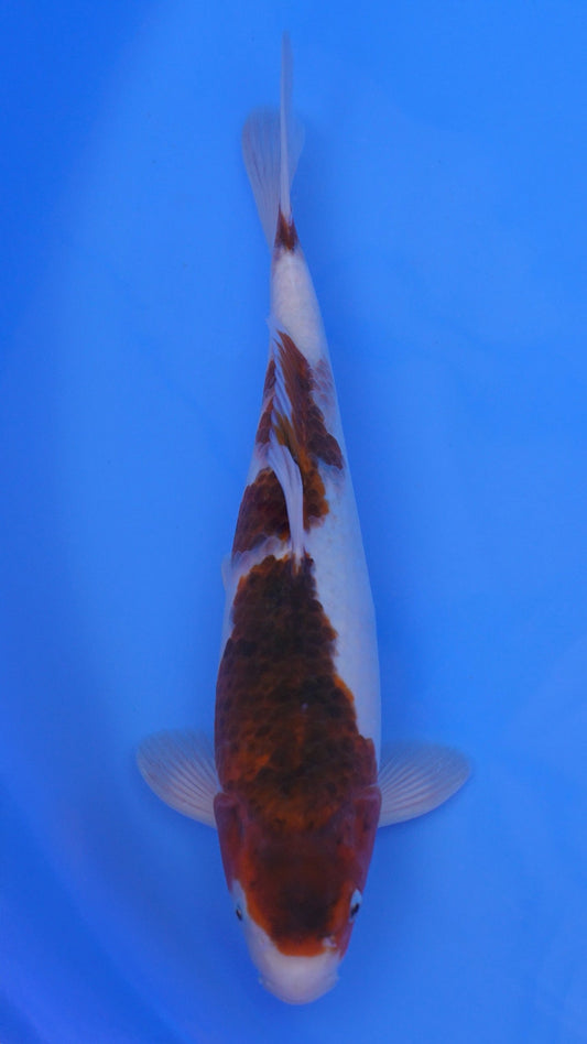 Ai Goromo 14 inches - 250143359