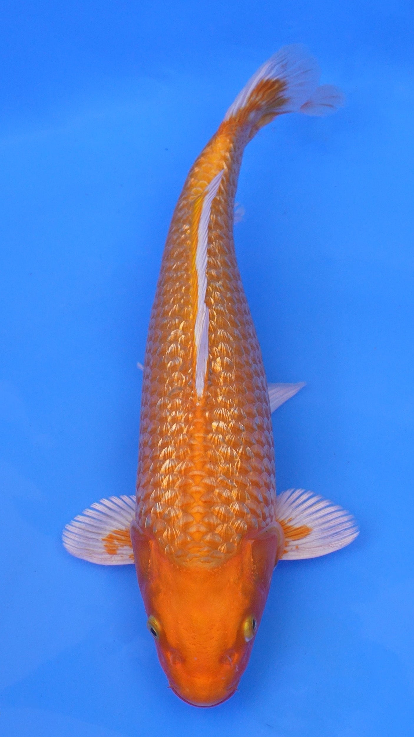 Gin Rin  Orenji Ogon 15 inches - 250143360