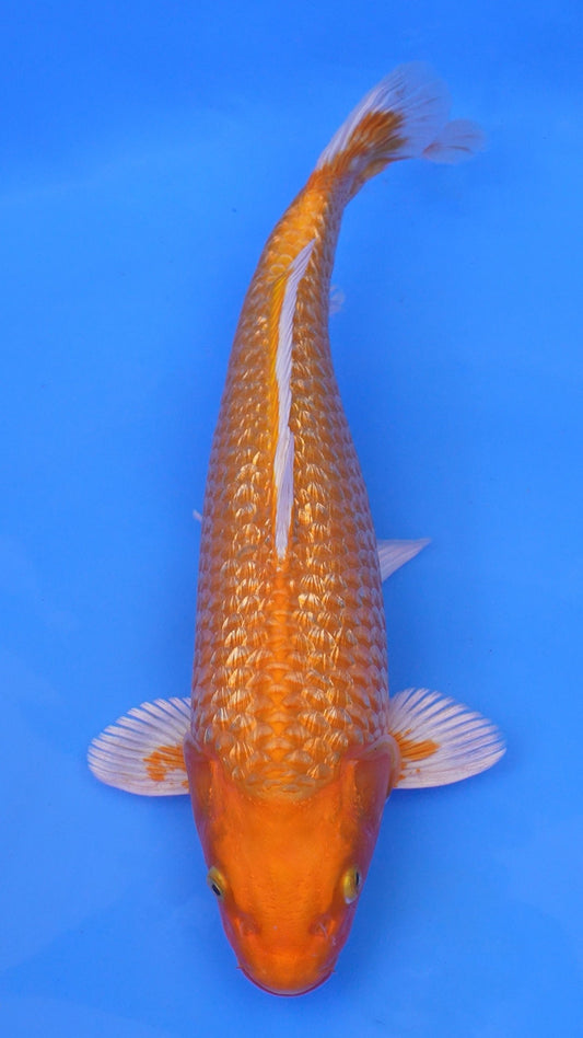 Gin Rin  Orenji Ogon 15 inches - 250143360