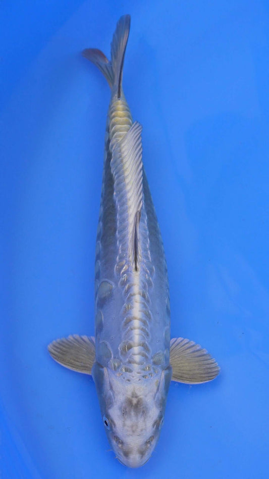 Doitsu Aragoke  Mukashi Ogon 15 inches - 250143361
