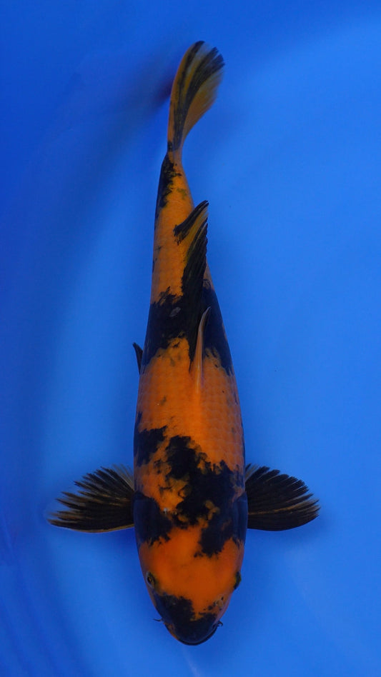 Hi Utsuri  16 inches - 250143363