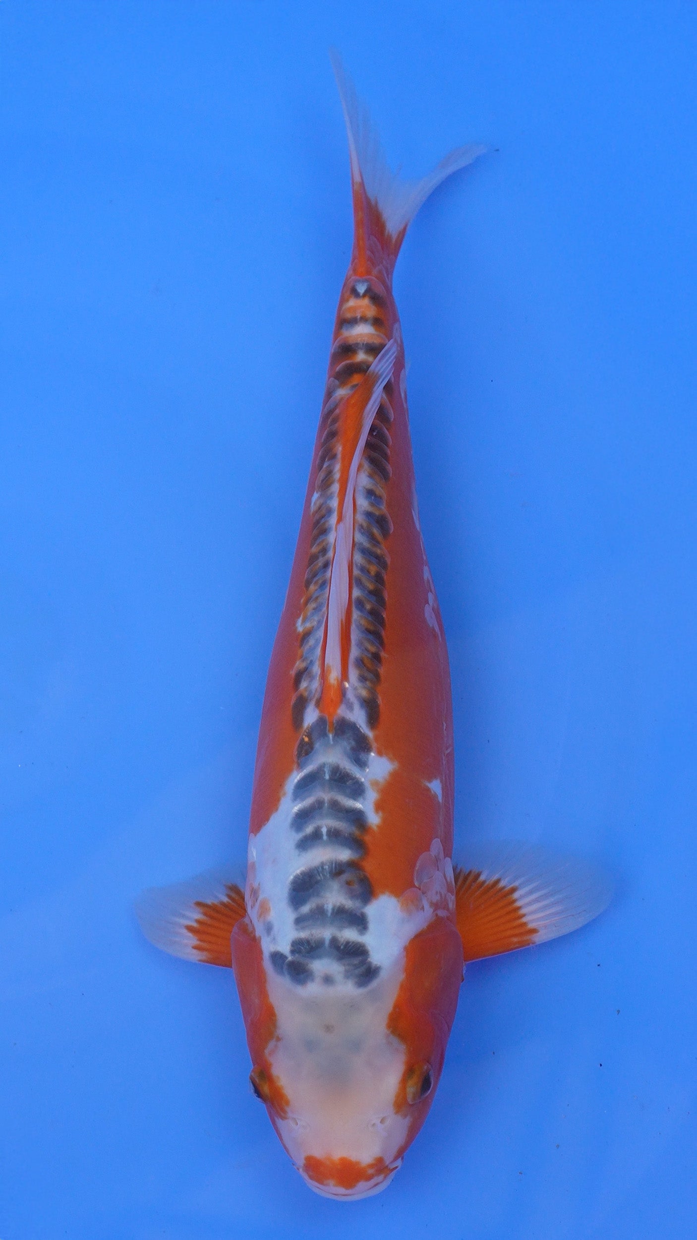 Shusui 16 inches - 250143364