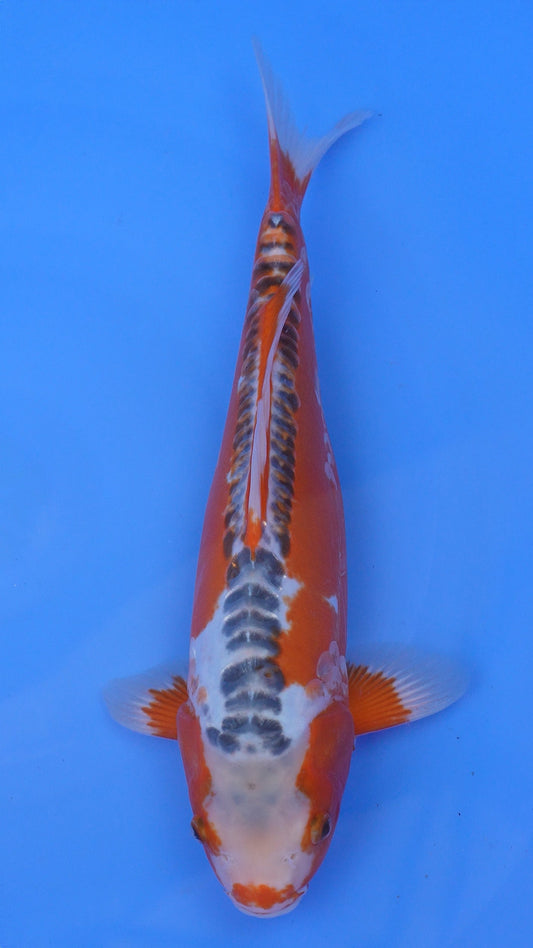 Shusui 16 inches - 250143364