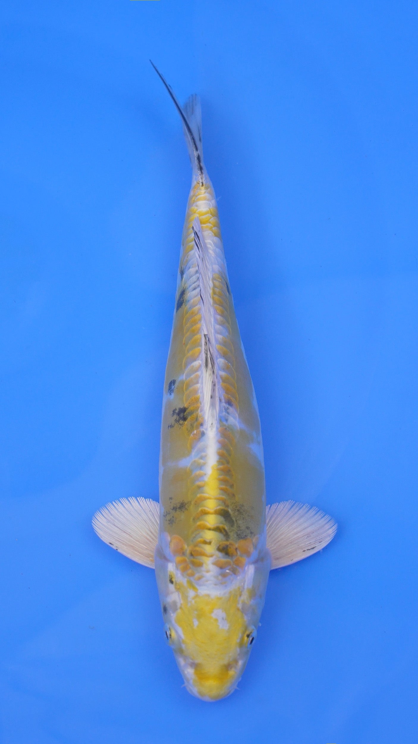Doitsu  Yellow Yamato Nishiki 13 inches - 250143371