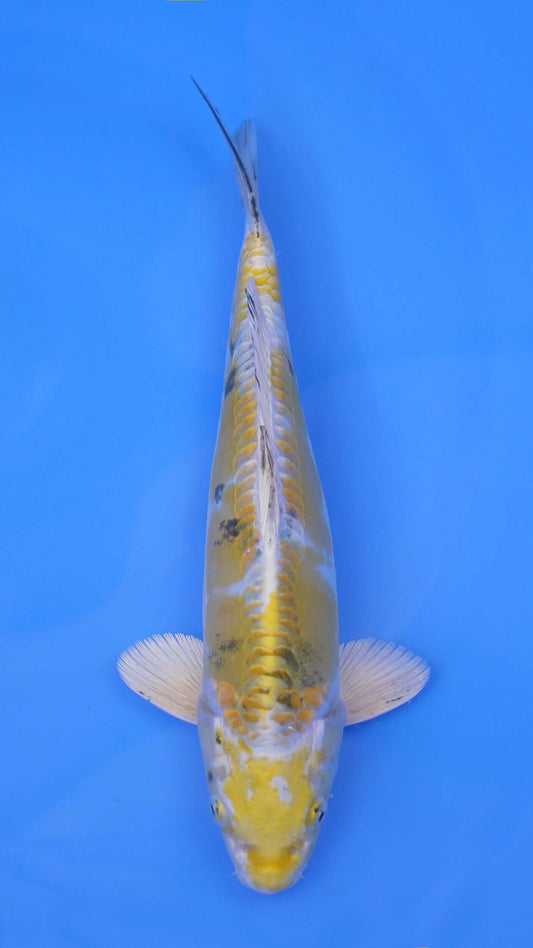 Doitsu  Yellow Yamato Nishiki 13 inches - 250143371
