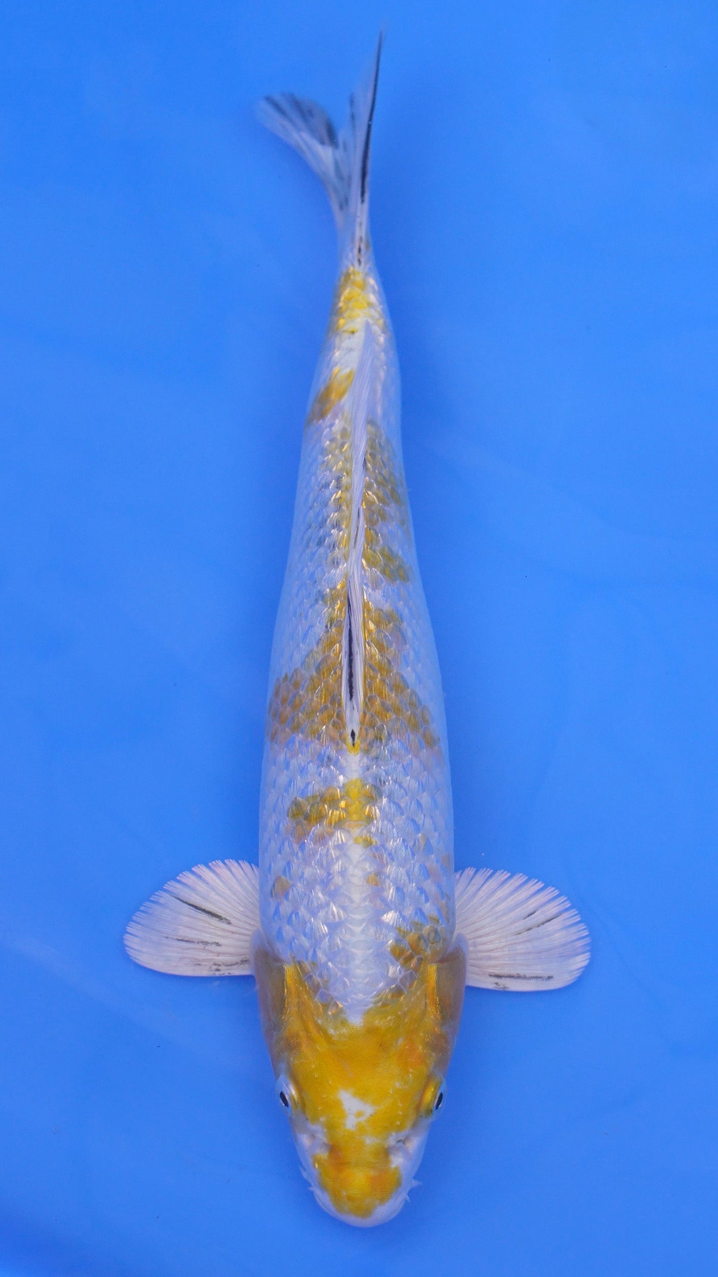 Gin Rin  Yellow Yamato Nishiki 13 inches - 250143372