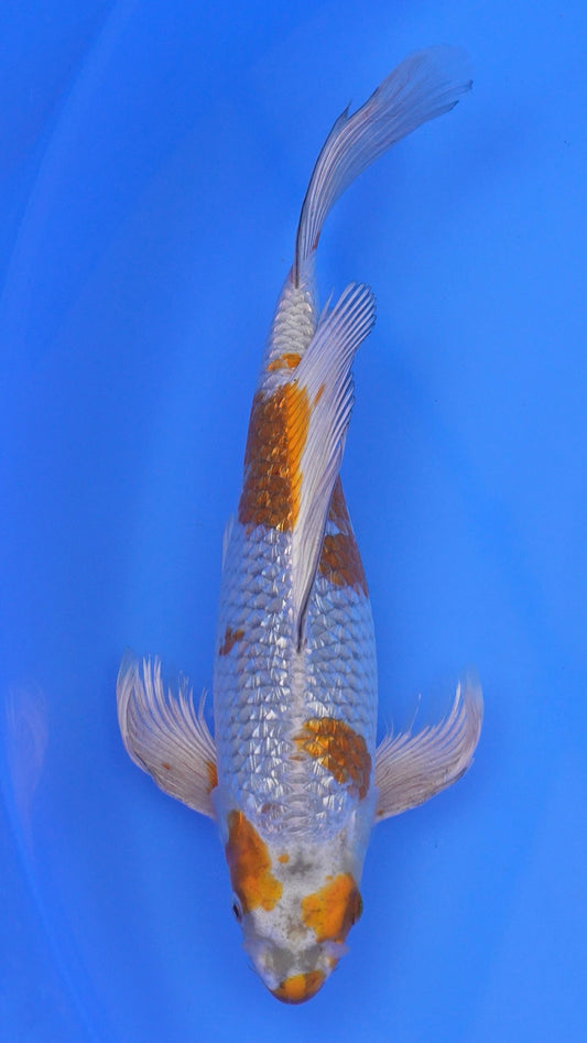 Long Fin  Gin Rin Metallic   Ochiba 13 inches - 250143381