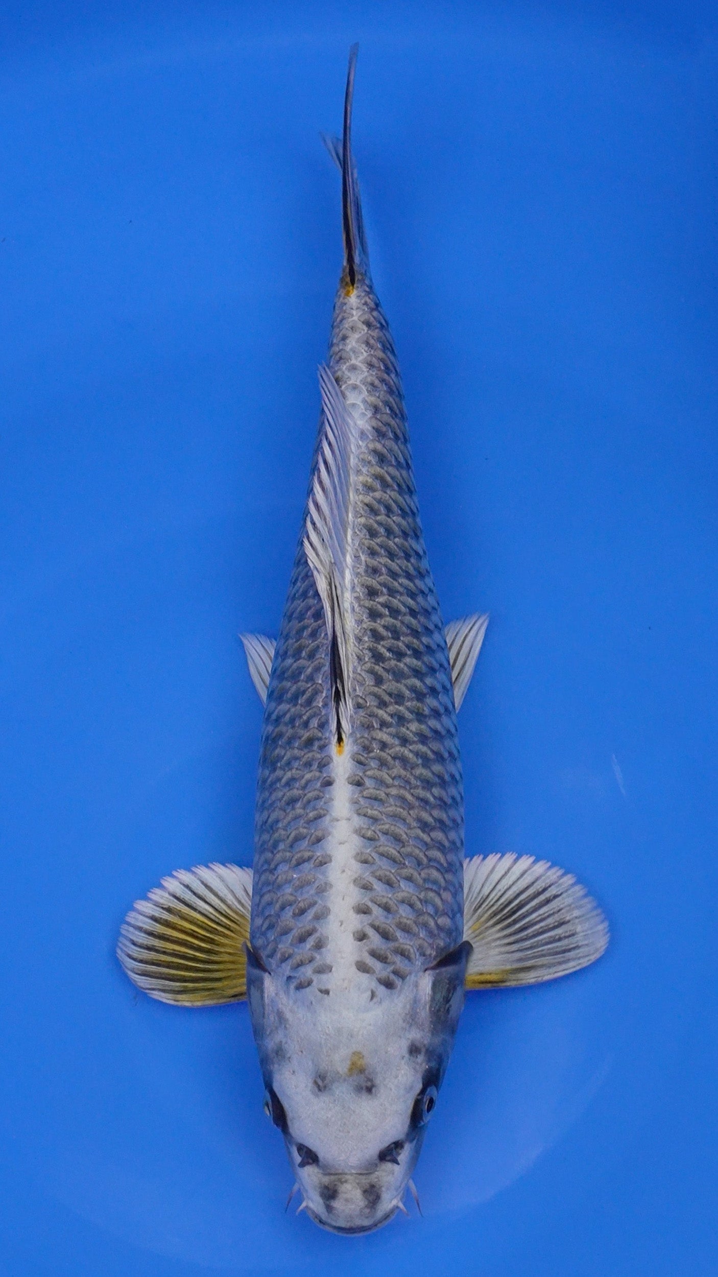 Ginga 16 inches - 250146159