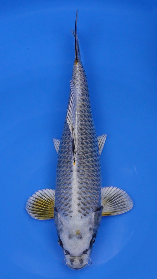 Ginga 16 inches - 250146159