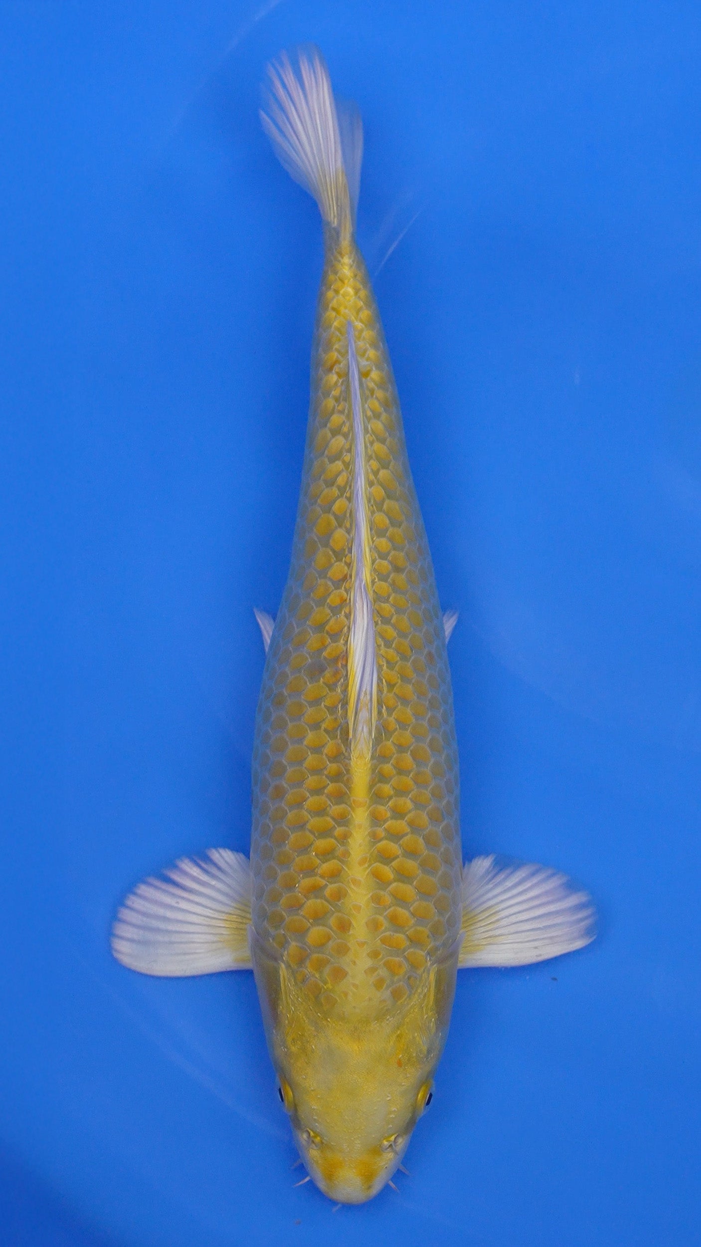 Yamabuki Ogon 16 inches - 250146162
