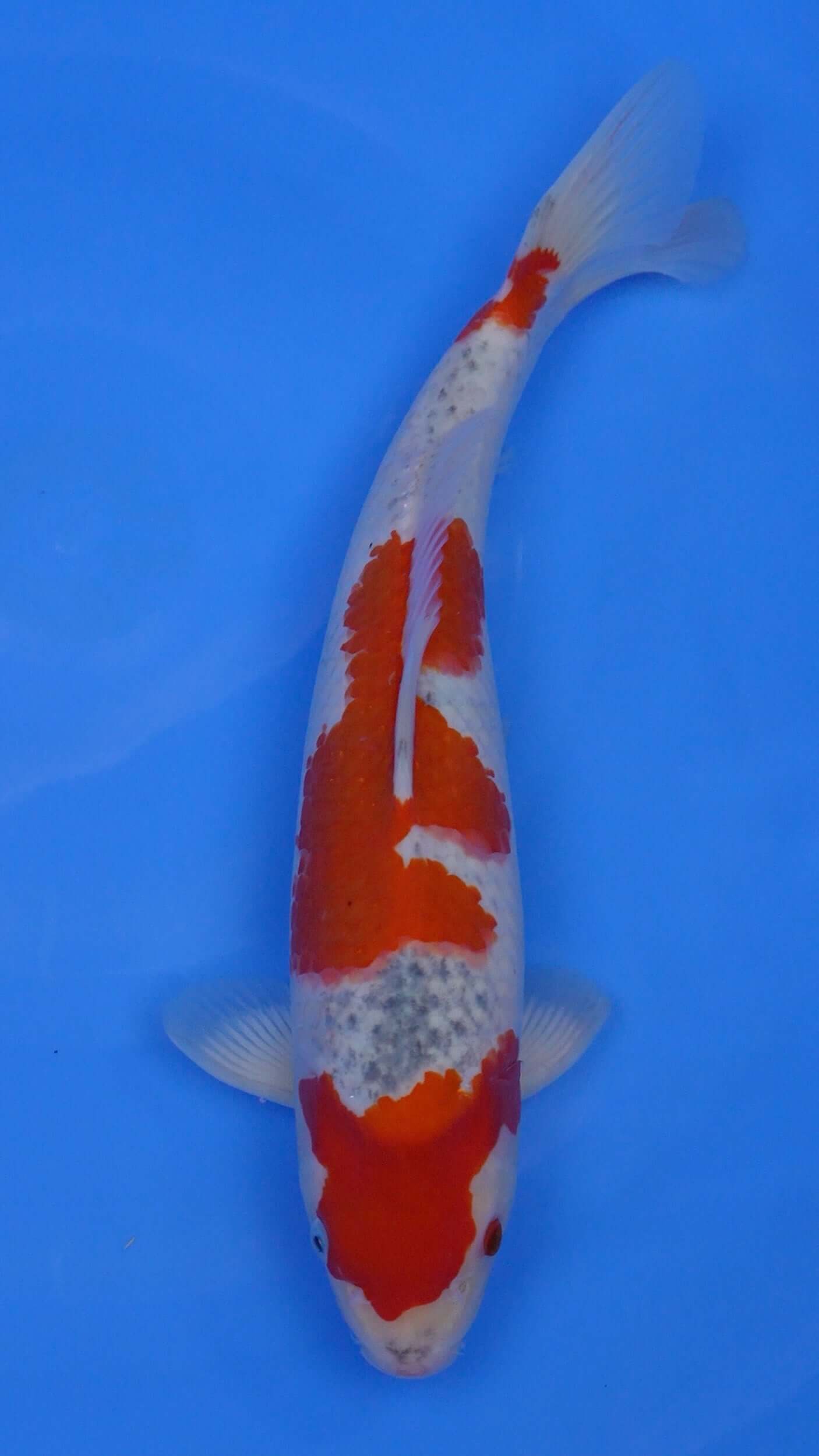 Goshiki 15 inches - 250146163