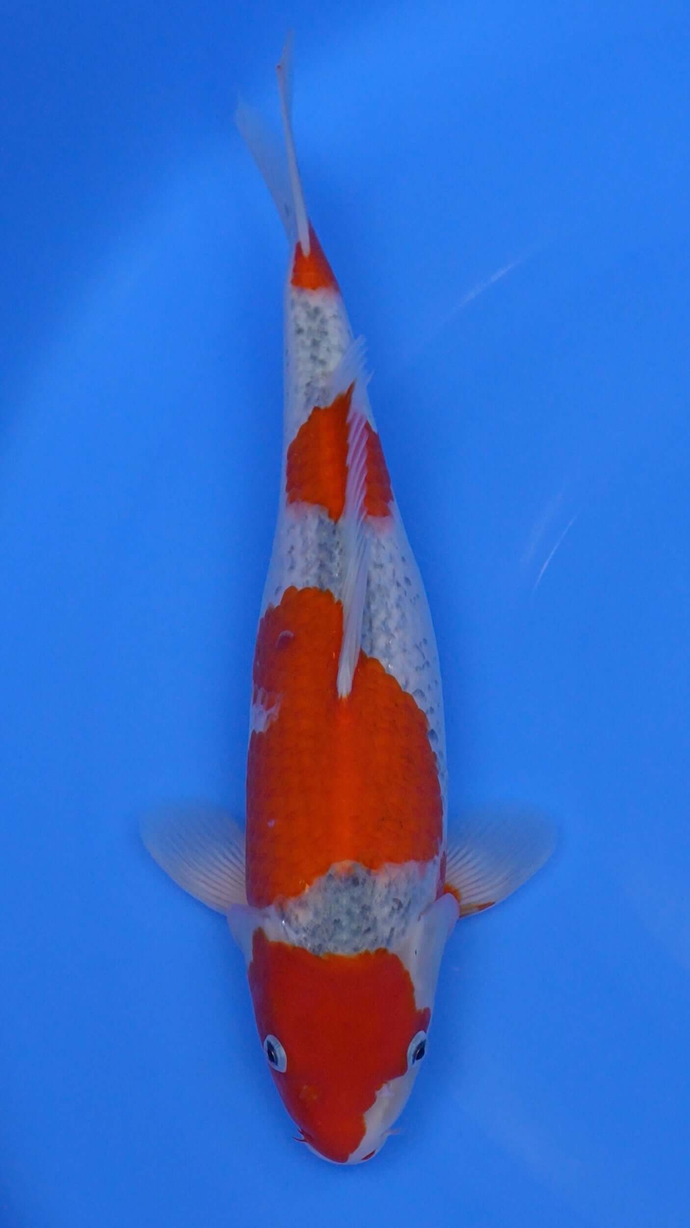 Goshiki 16 inches - 250146164