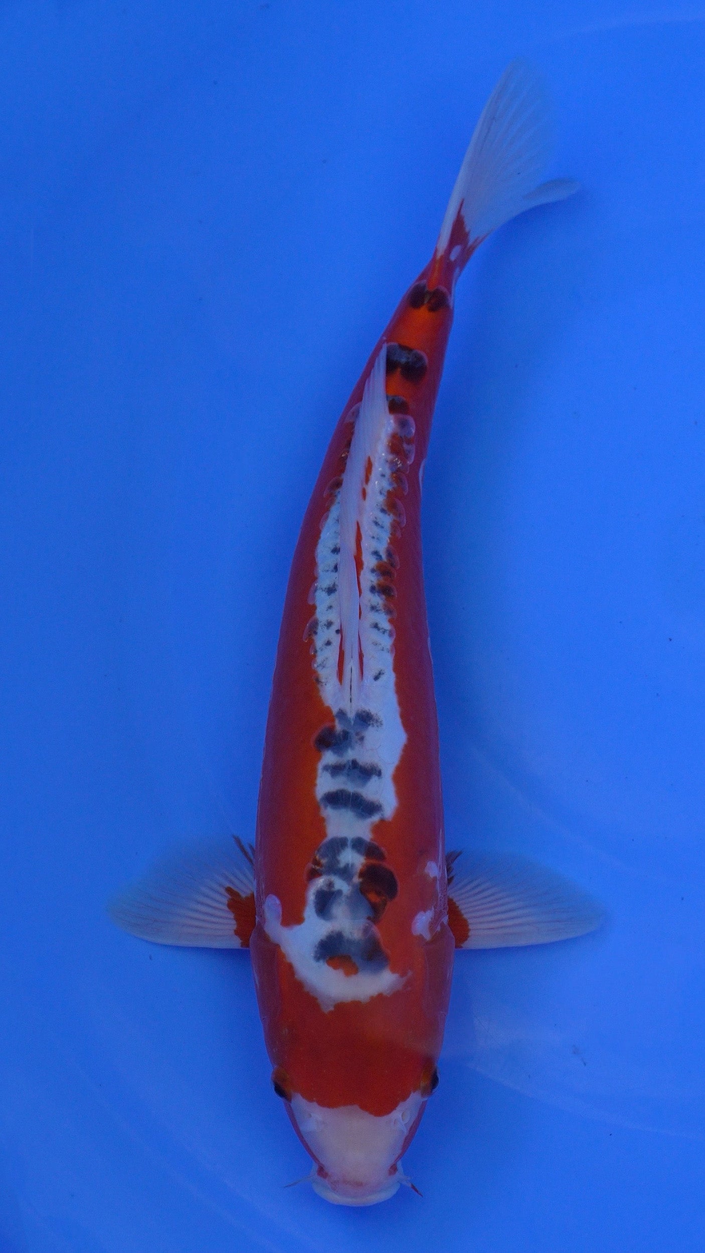 Shusui 17 inches - 250146210