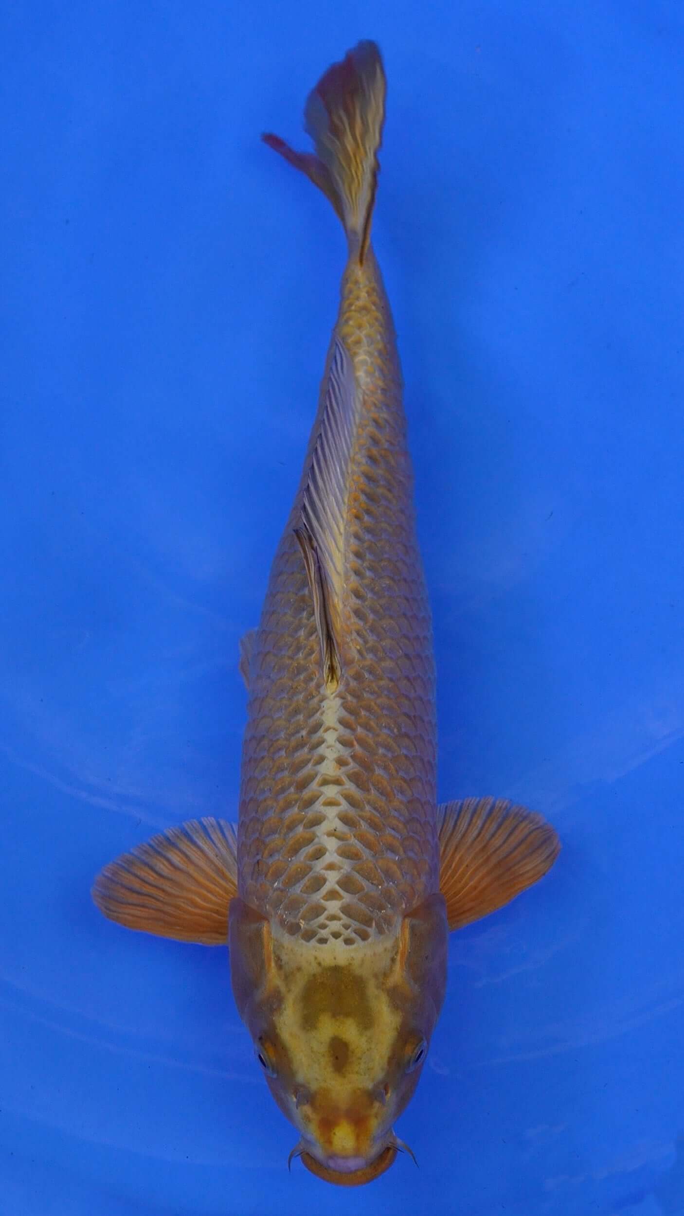 Mukashi Ogon 18 inches - 250146213