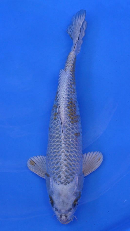 Yellow Matsuba 16 inches - 250146214