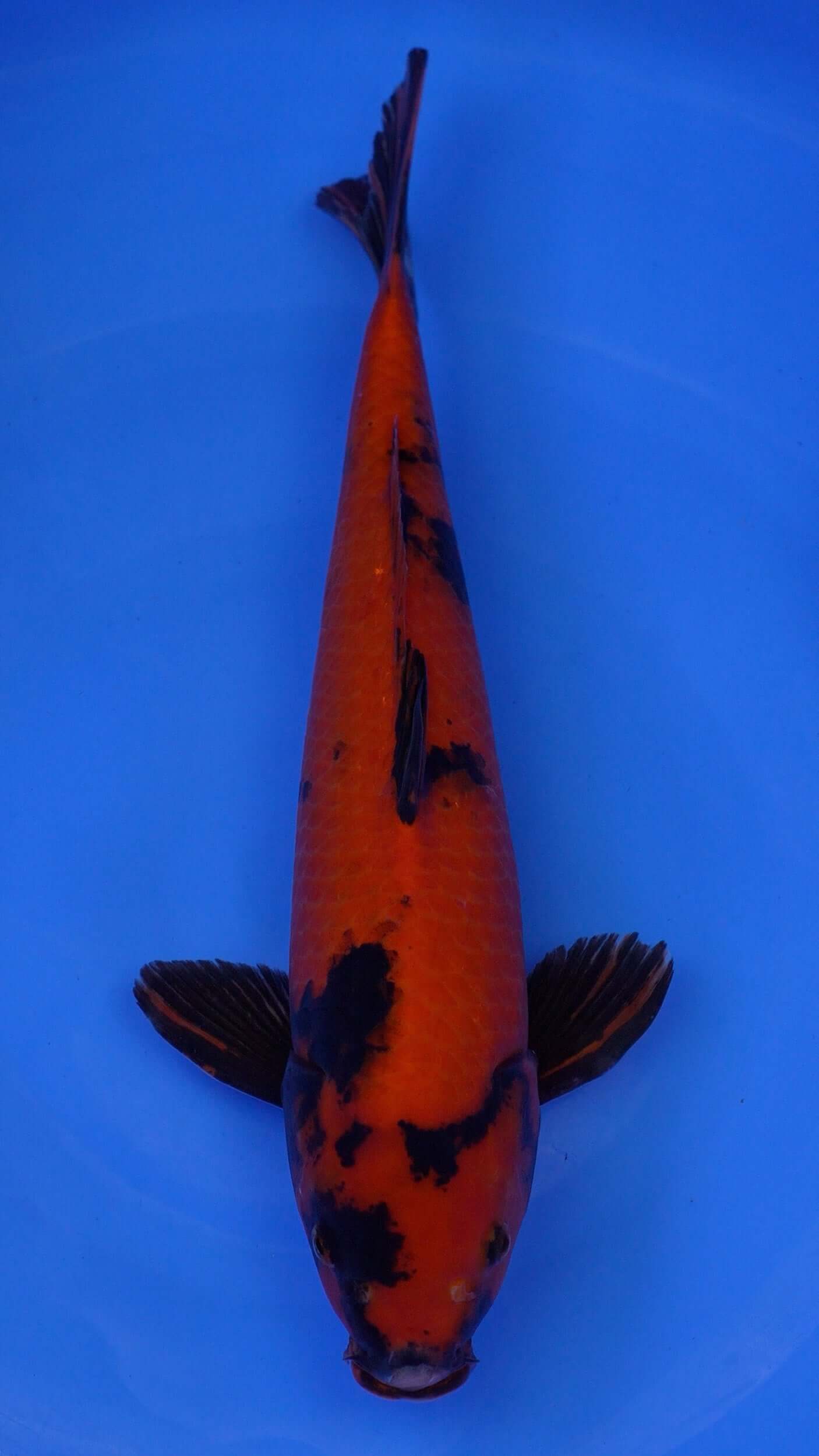 Hi Utsuri  19 inches - 250146218