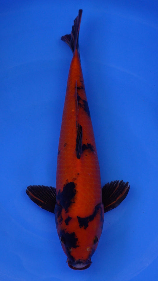 Hi Utsuri  19 inches - 250146218