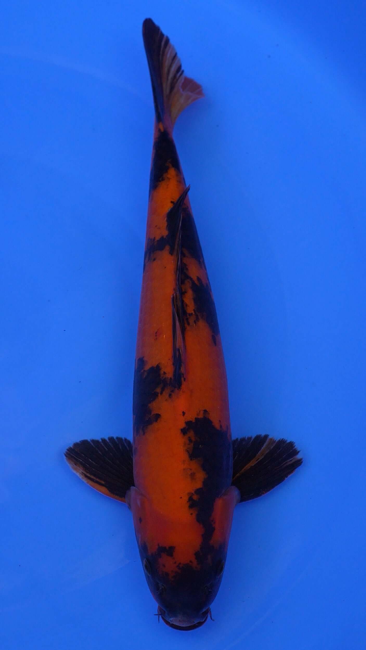 Hi Utsuri  18 inches - 250146219