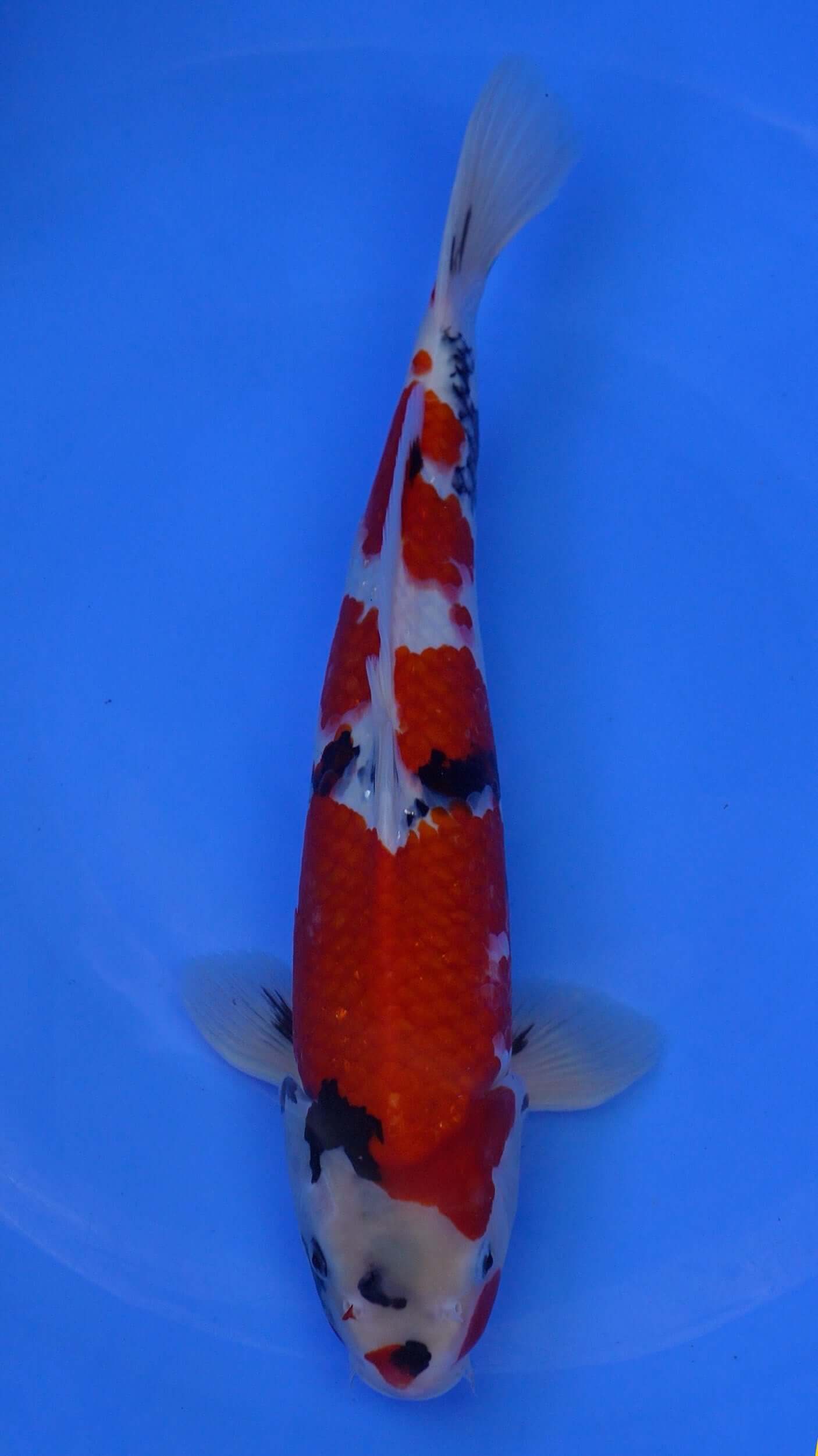 Showa 17 inches - 250166097