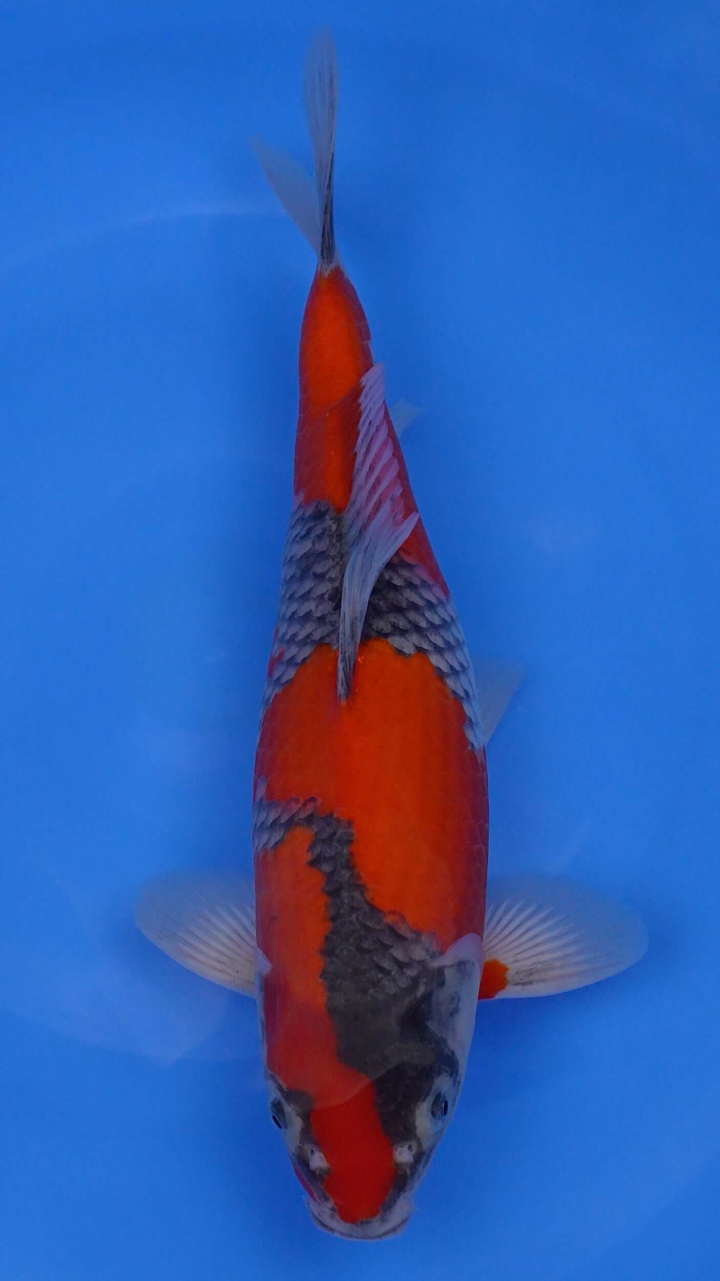 Goshiki 14 inches - 250166419