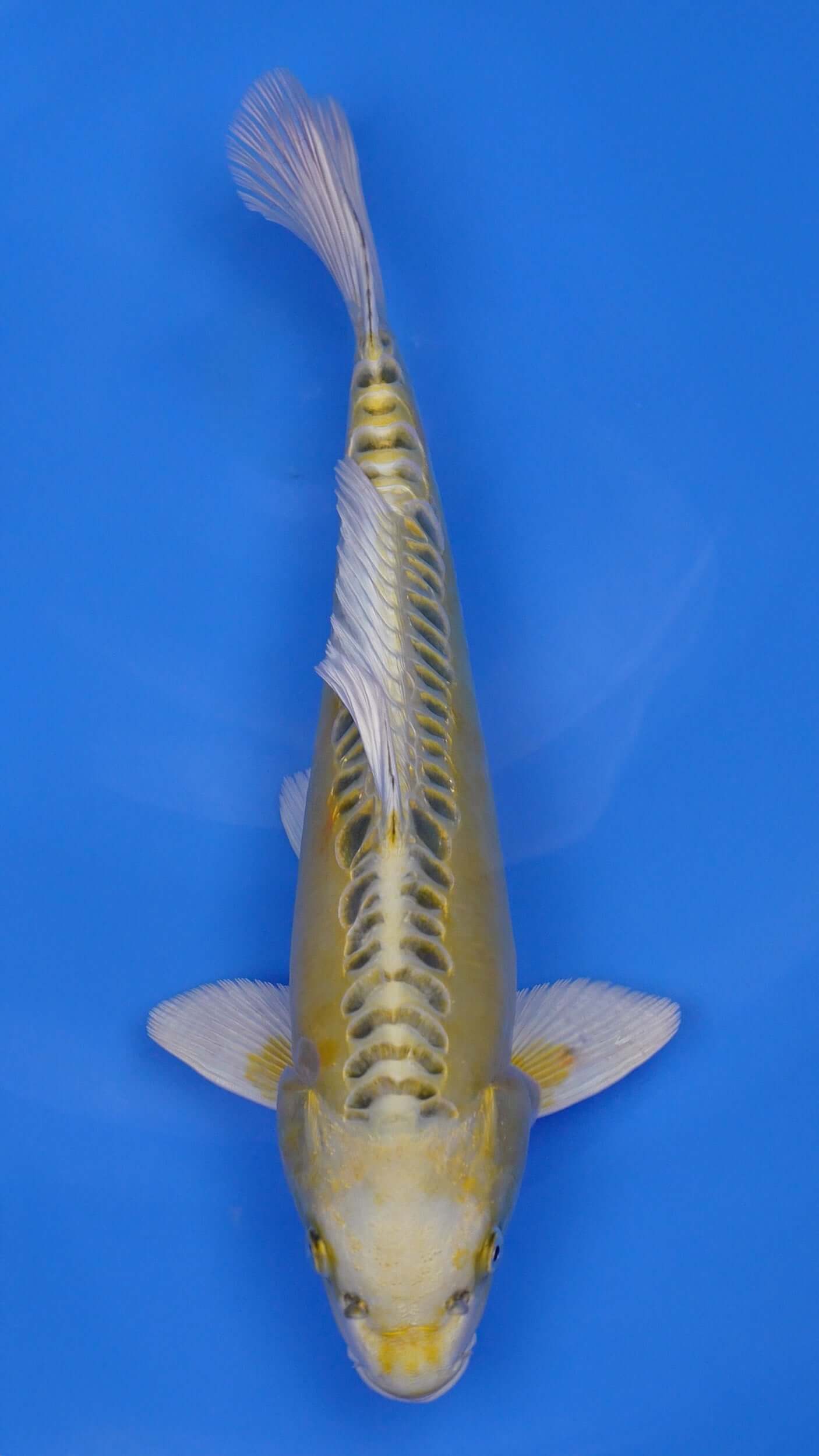 Yellow Dragon 14 inches - 250166422