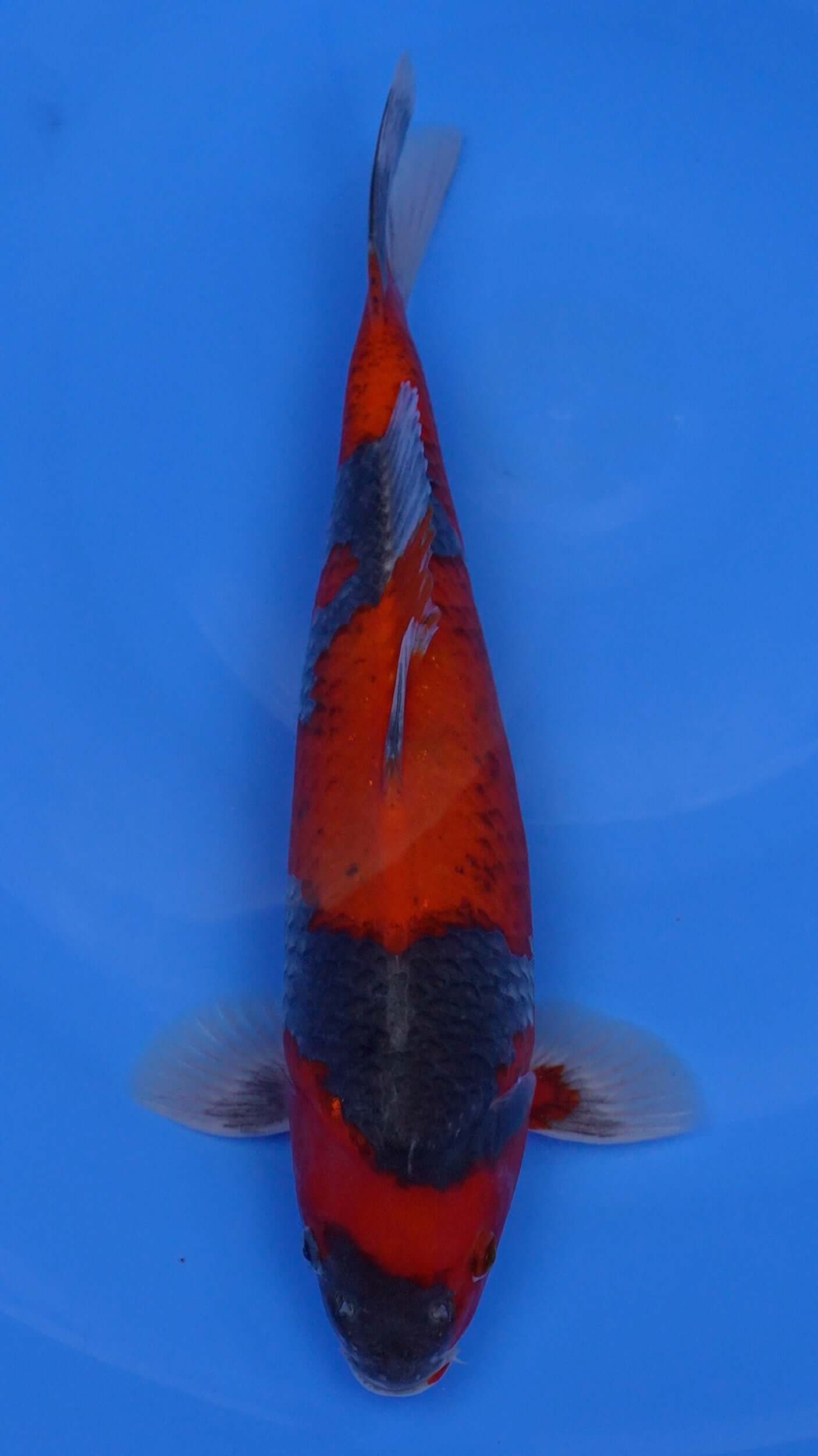 Goshiki 15 inches - 250166423