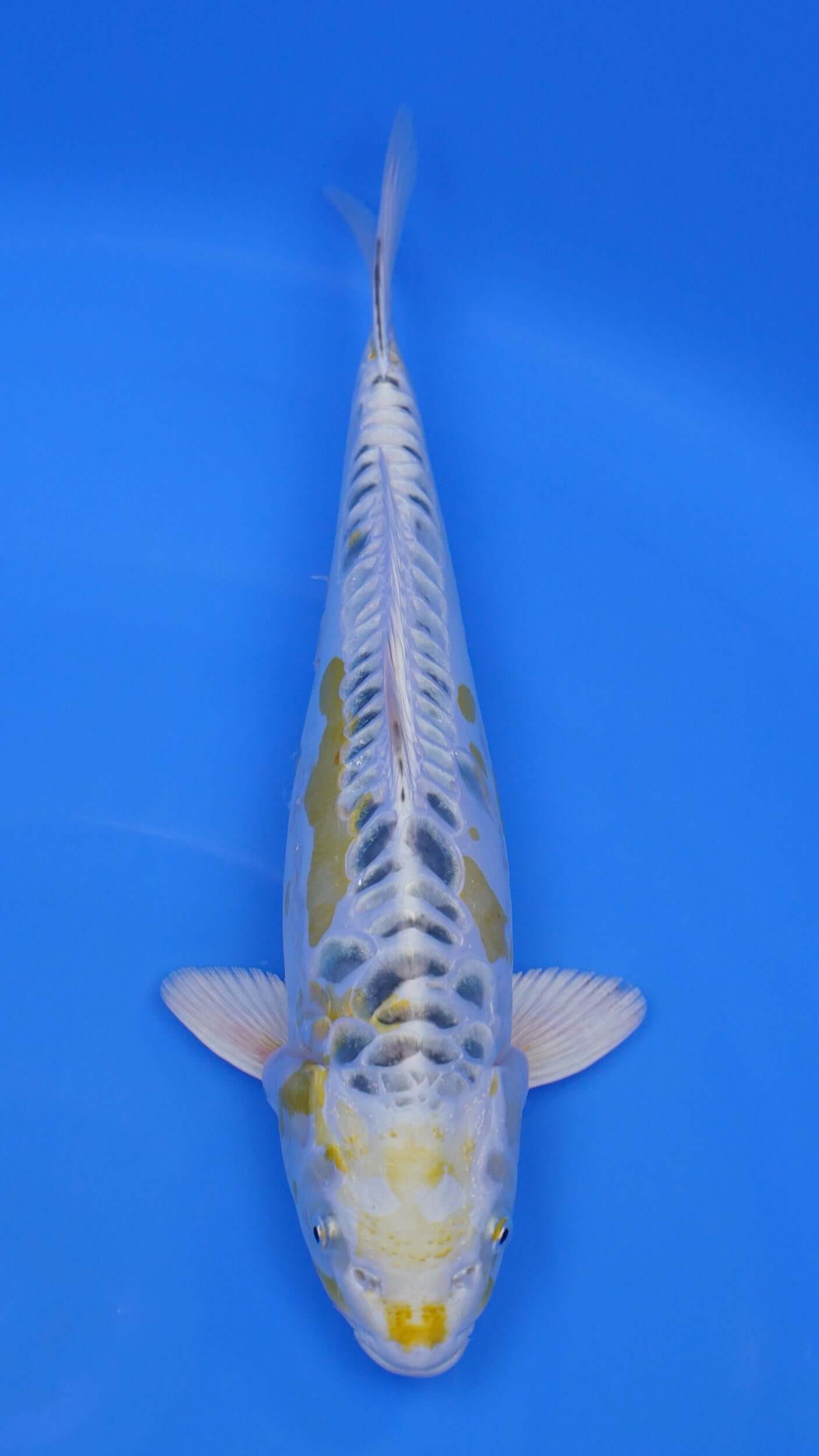 Yellow Dragon 15 inches - 250166424