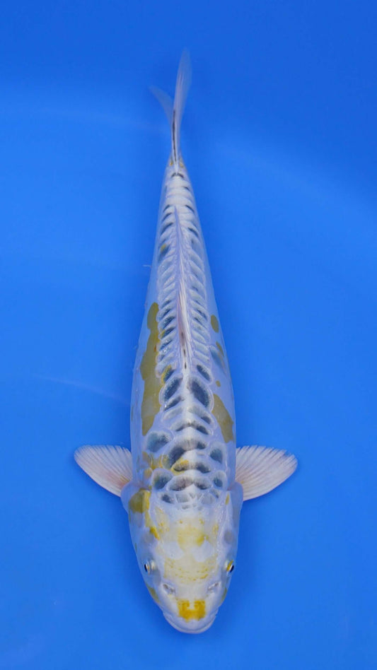 Yellow Dragon 15 inches - 250166424