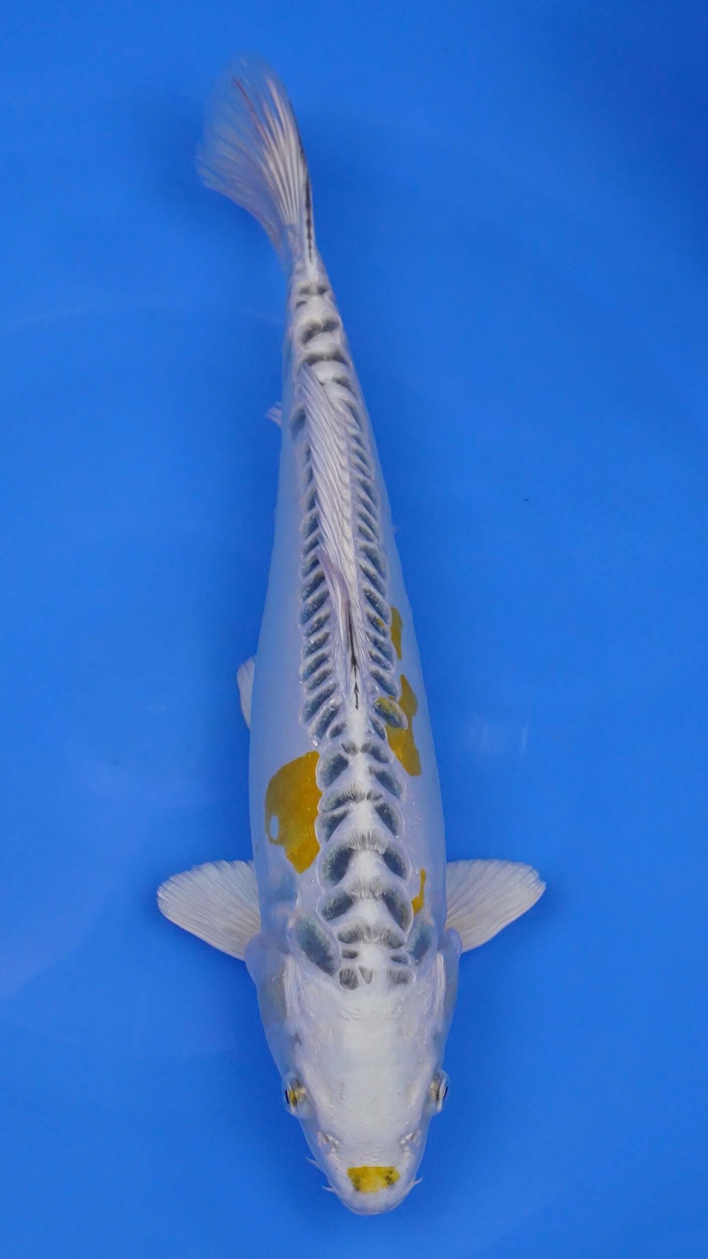 Yellow Dragon 16 inches - 250166429