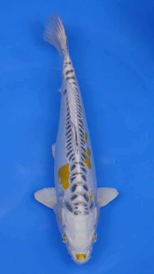 Yellow Dragon 16 inches - 250166429