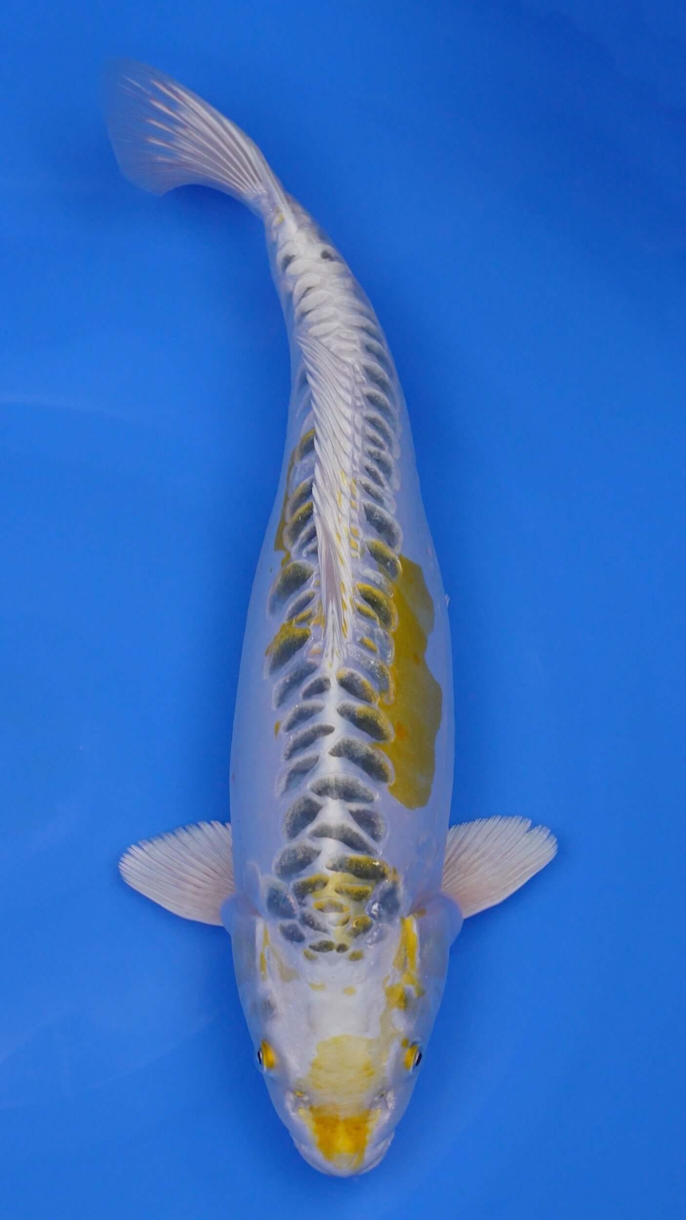 Yellow Dragon 17 inches - 250166430