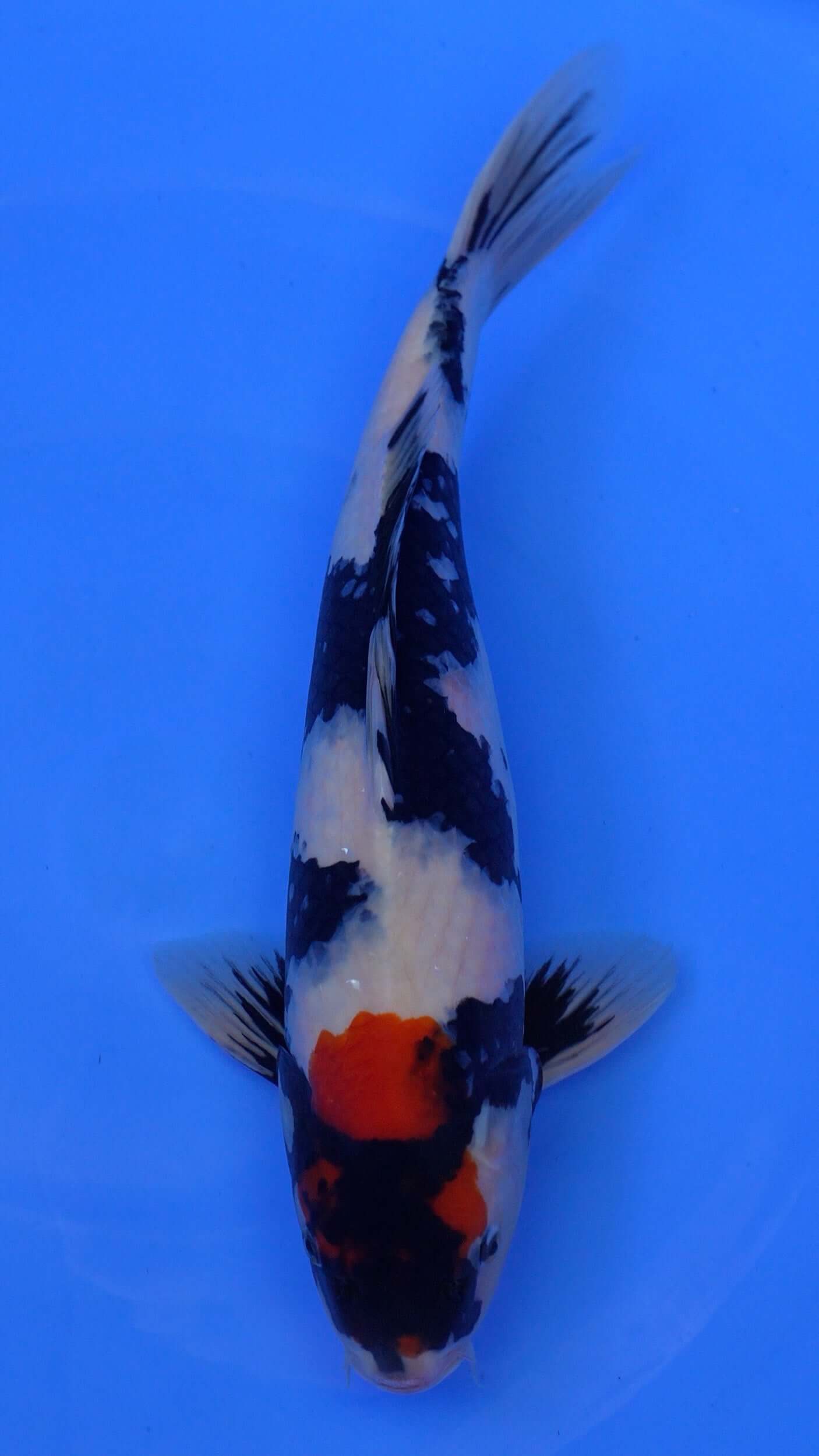 Showa 17 inches - 250176092