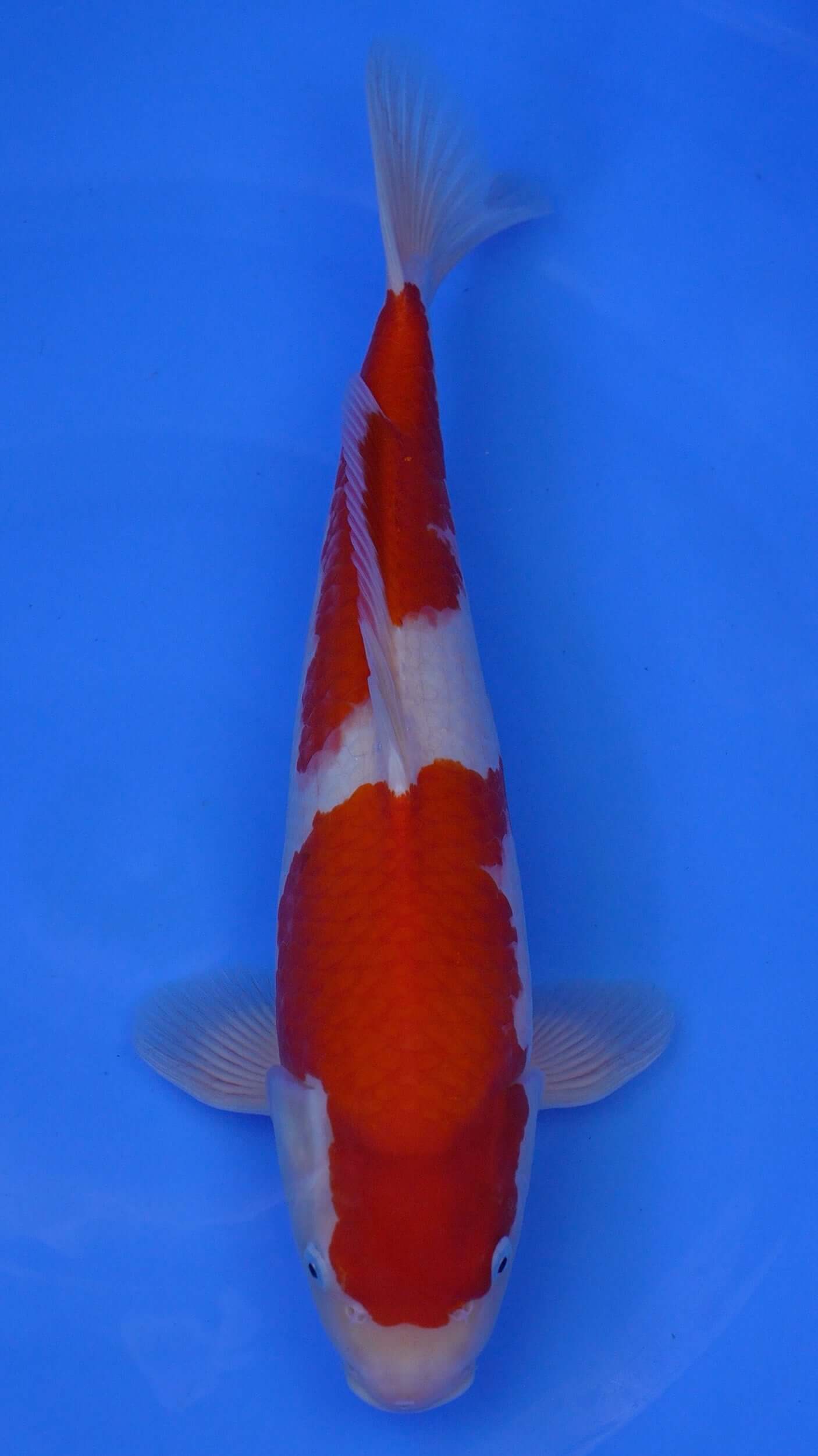 Kohaku 16 inches - 250176094