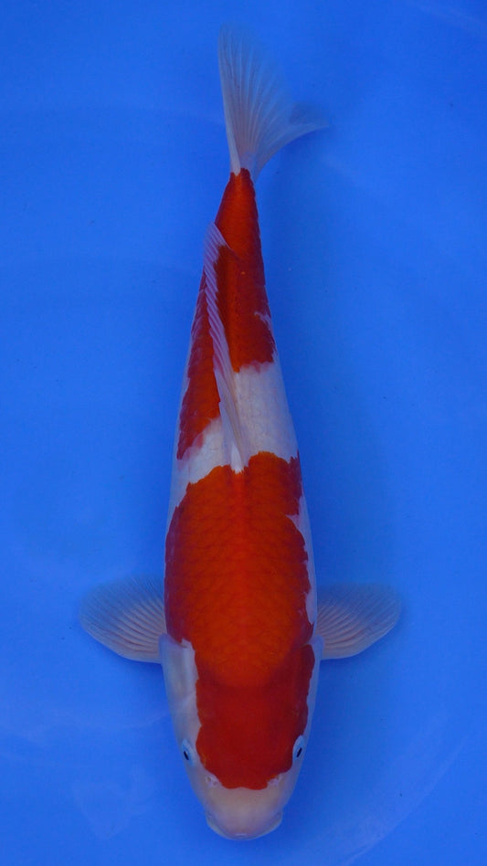 Kohaku 16 inches - 250176094