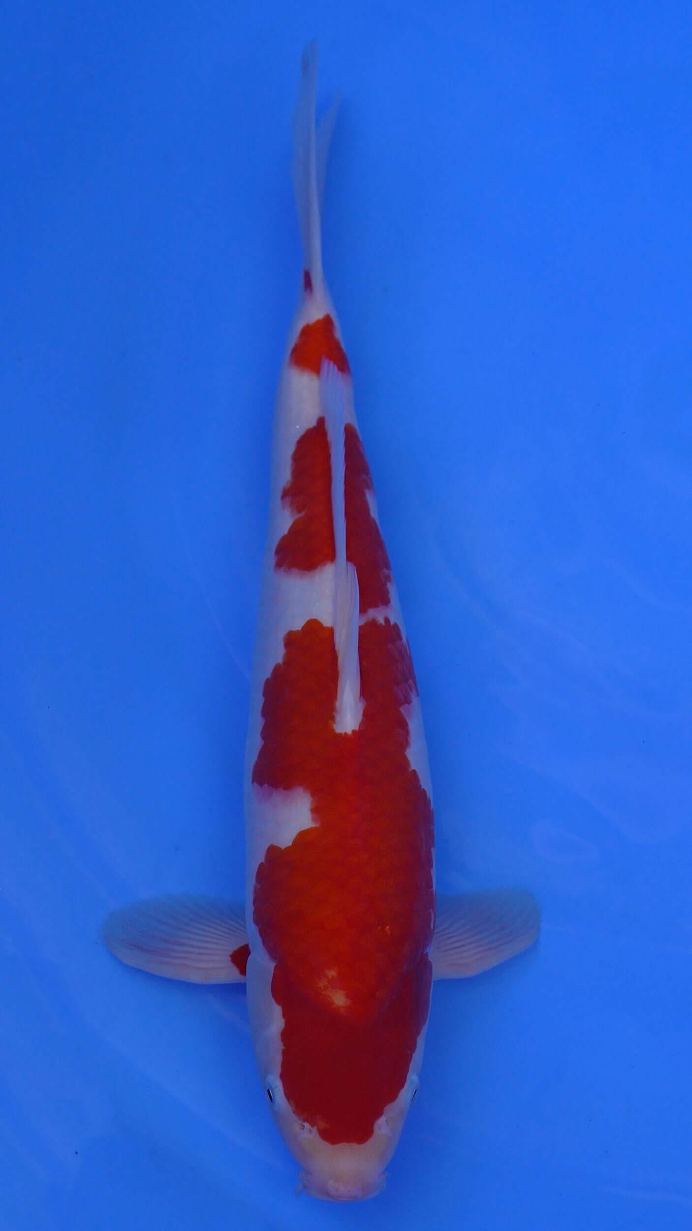 Kohaku 17 inches - 250176105