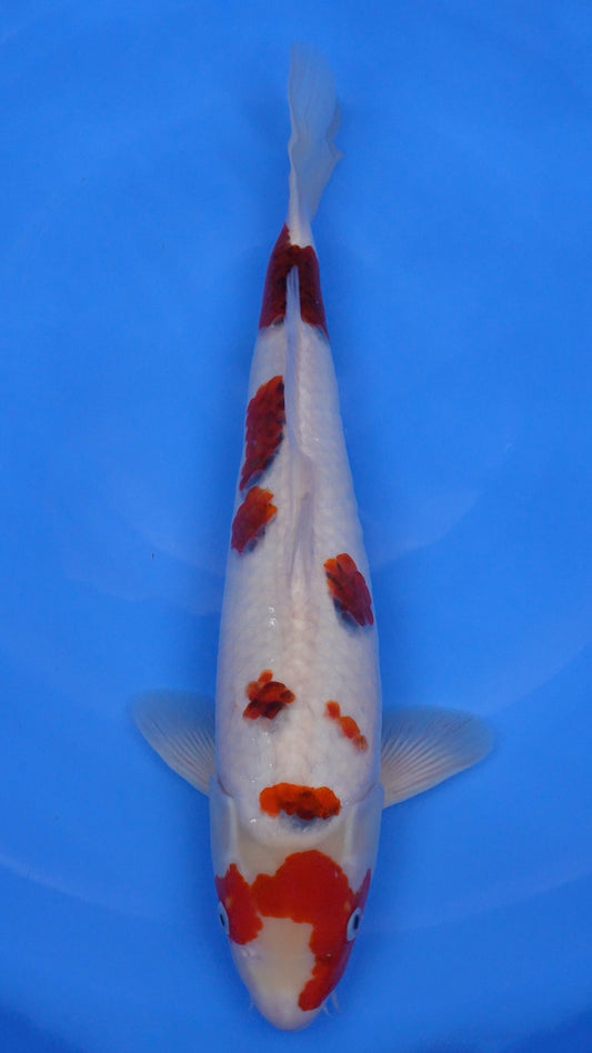 Ai Goromo 19 inches - 250179320