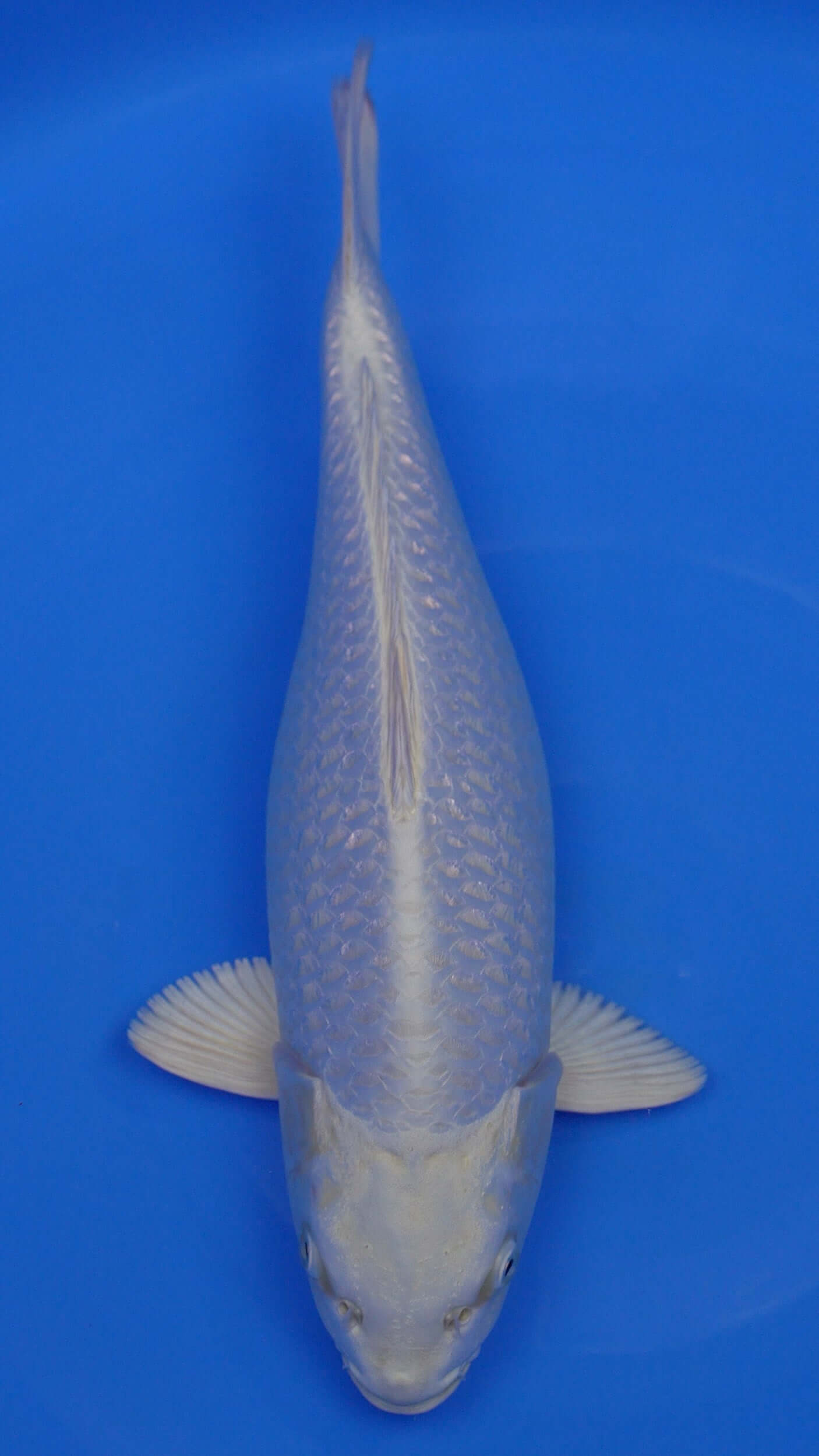 Gin Rin  Platinum Ogon 17 inches - 250191109