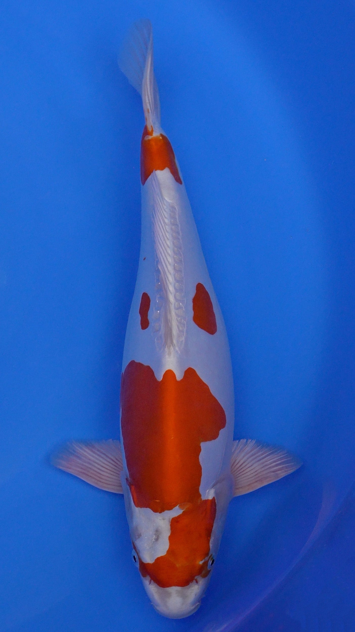 Kikusui 17 inches - 250191114