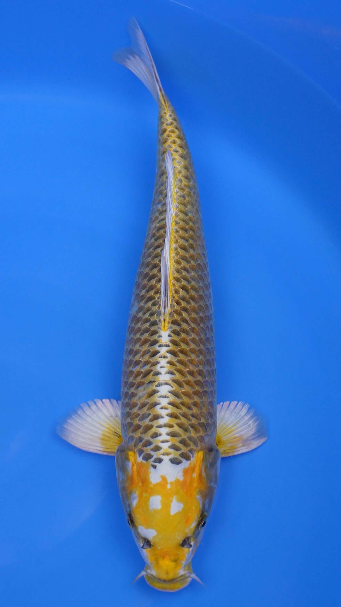 Kawari Matsuba 21 inches - 250194319